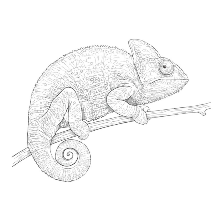 カメレオンの無料塗り絵イラスト（知育・高齢者レク用）