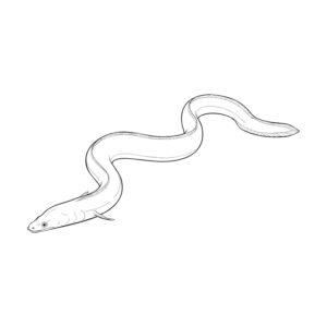 鰻（うなぎ）の無料塗り絵イラスト（知育・高齢者レク用）