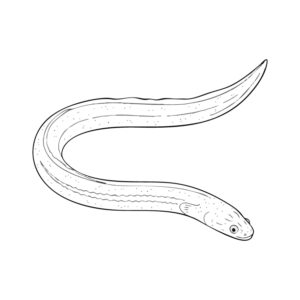 シラスウナギの無料塗り絵イラスト（知育・高齢者レク用）