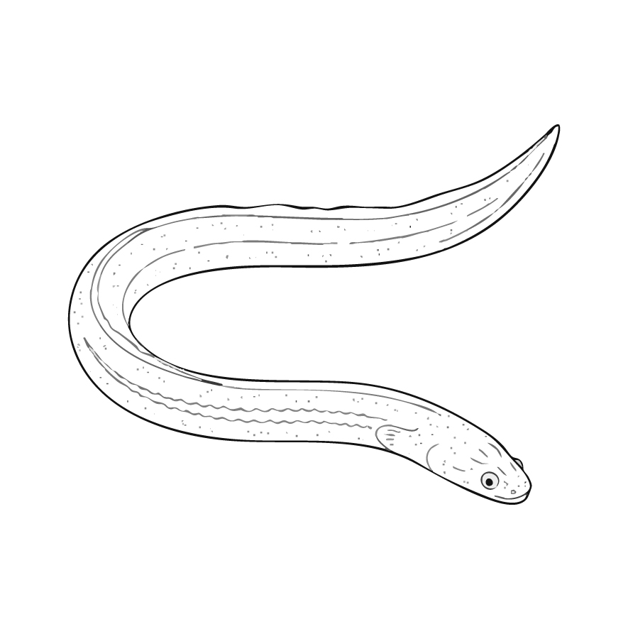 シラスウナギ