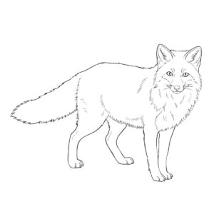 キタキツネの無料塗り絵イラスト（知育・高齢者レク用）