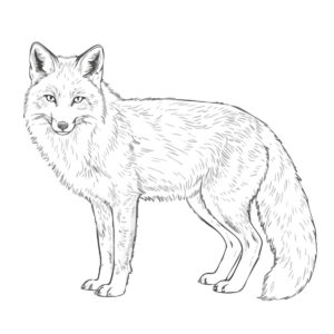 キタキツネの無料塗り絵イラスト（知育・高齢者レク用）
