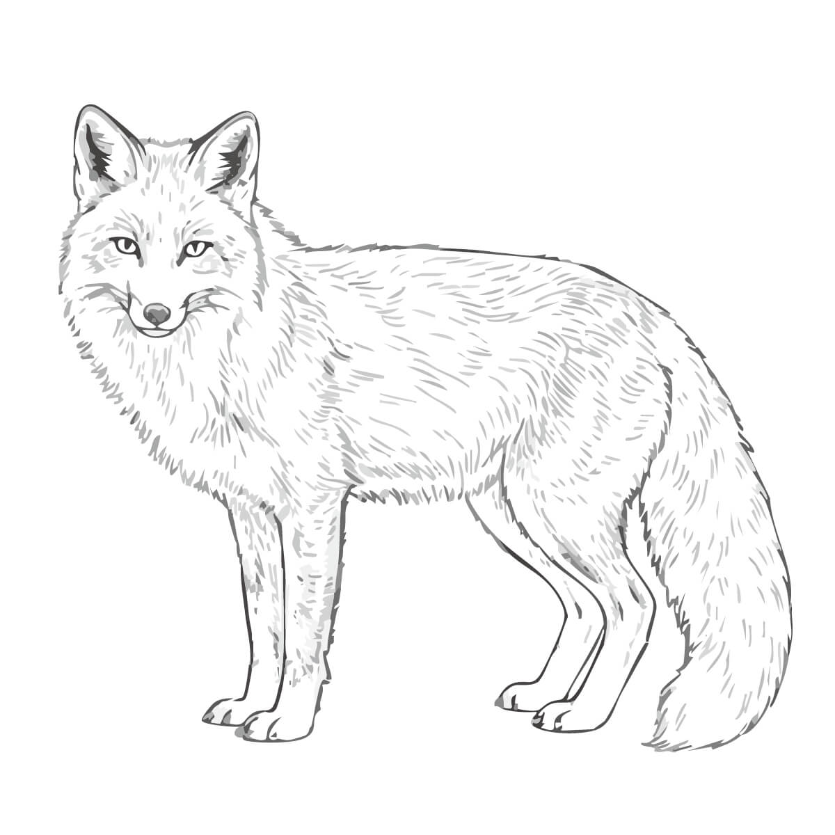 キタキツネ