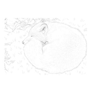 丸くなって寝ているキタキツネの無料塗り絵イラスト（知育・高齢者レク用）