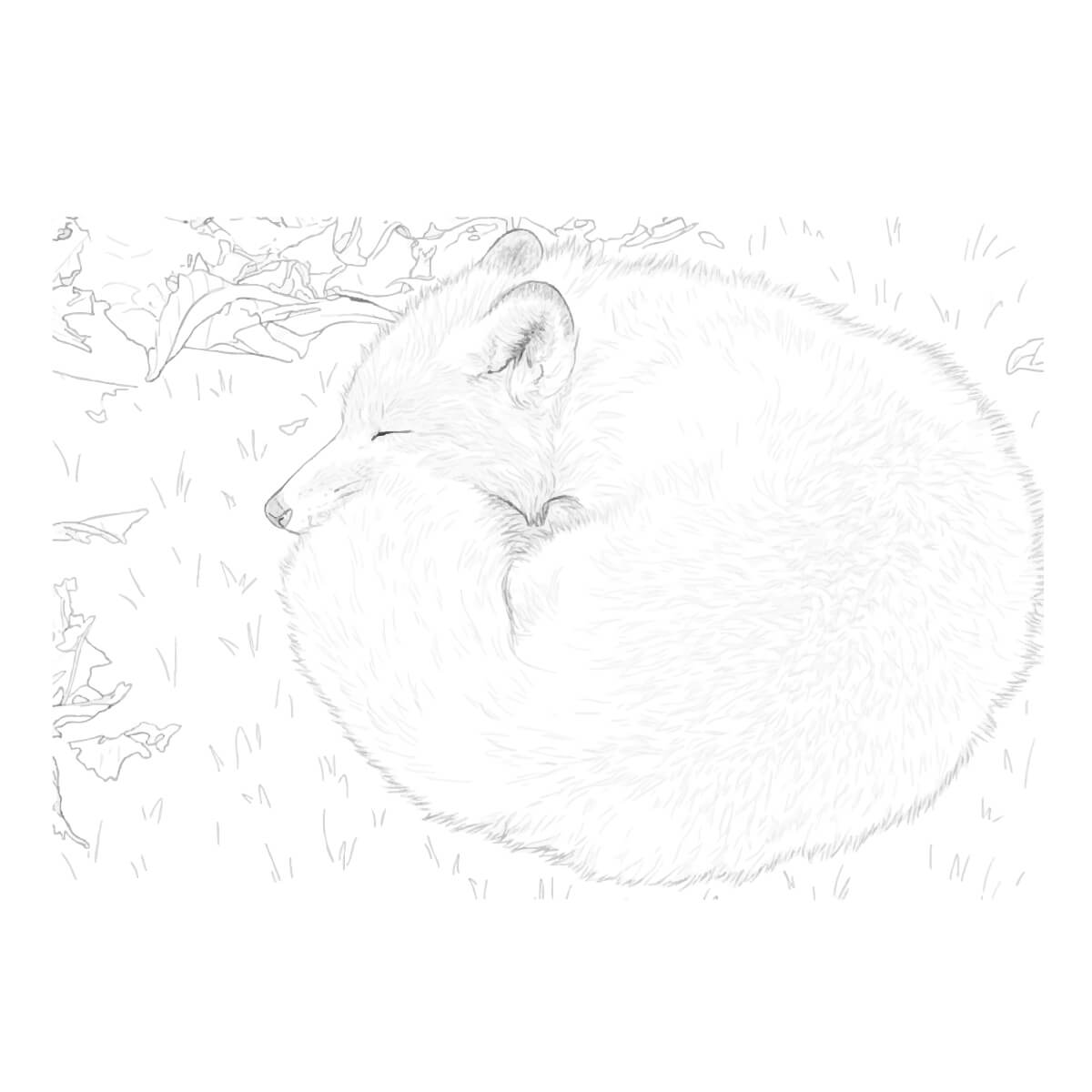 丸くなって寝ているキタキツネ
