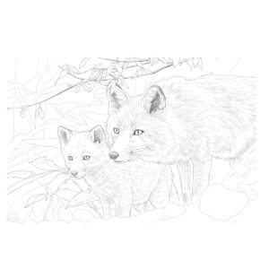 キタキツネの親子の無料塗り絵イラスト（知育・高齢者レク用）