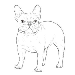 フレンチ・ブルドッグの無料塗り絵イラスト（知育・高齢者レク用）