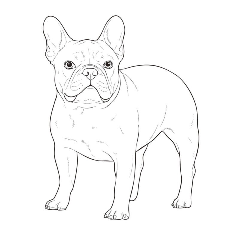 フレンチ・ブルドッグの無料塗り絵イラスト（知育・高齢者レク用）