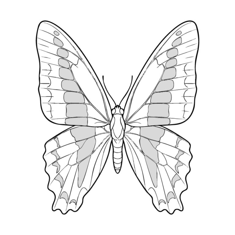 Free printable Common Bluebottle coloring page