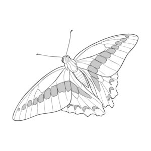 Free printable Common Bluebottle 2 coloring page