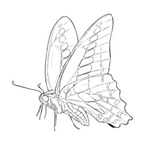 Free printable Common Bluebottle 3 coloring page