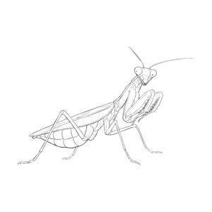 Free printable Asian broad-winged mantis coloring page