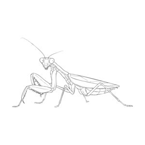 ハラビロカマキリ メス２の無料塗り絵イラスト（知育・高齢者レク用）