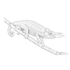 ジャクソンカメレオンの無料塗り絵イラスト（知育・高齢者レク用）