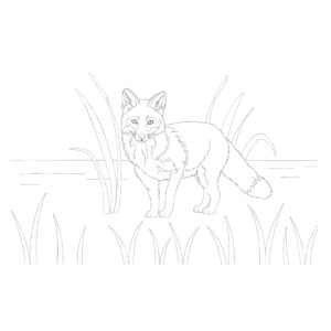 ホンドギツネの無料塗り絵イラスト（知育・高齢者レク用）