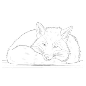丸くなっているホンドギツネの無料塗り絵イラスト（知育・高齢者レク用）