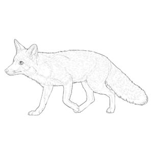 歩いているホンドギツネの無料塗り絵イラスト（知育・高齢者レク用）