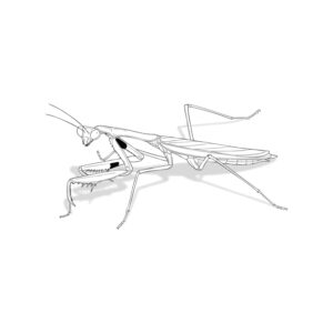 コカマキリ オスの無料塗り絵イラスト（知育・高齢者レク用）