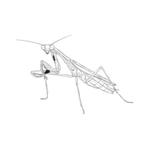 Free printable Asian mantis coloring page