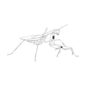 コカマキリ メスの無料塗り絵イラスト（知育・高齢者レク用）