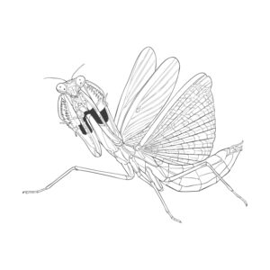 コカマキリ メス２の無料塗り絵イラスト（知育・高齢者レク用）