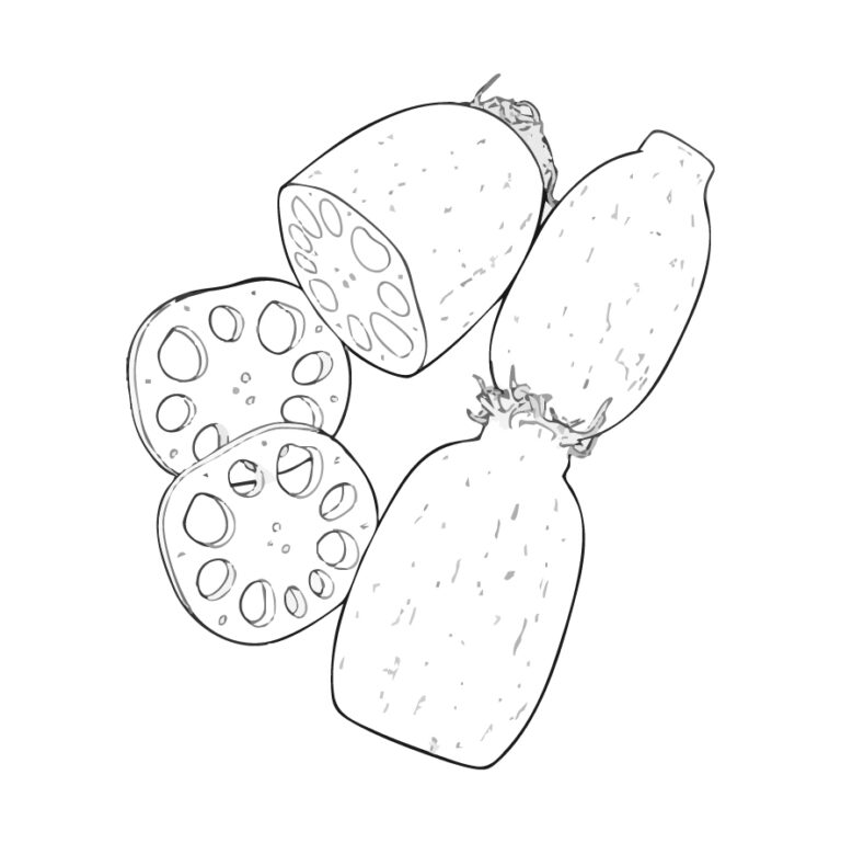 Free printable Lotus root coloring page