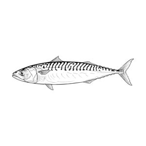 Free printable Mackerel coloring page
