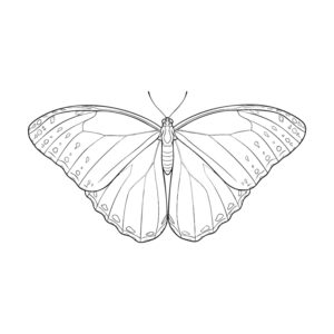 Free printable Morpho butterfly coloring page