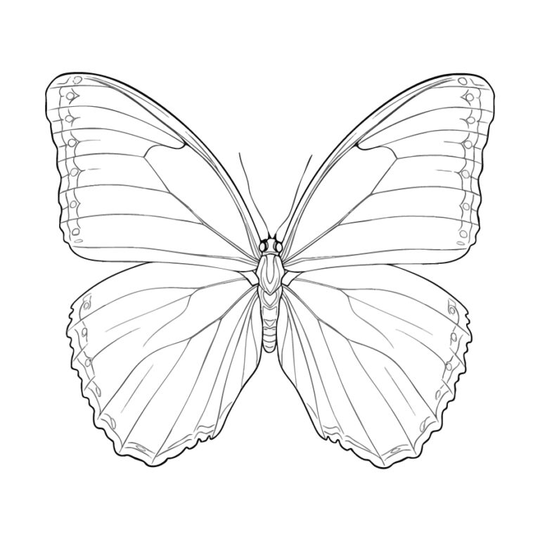 Free printable Morpho butterfly coloring page