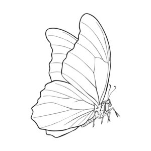 Free printable Morpho Butterfly 3 coloring page