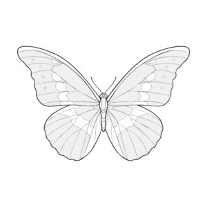Free printable Helena morpho coloring page