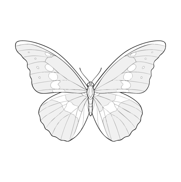 ヘレナモルフォの無料塗り絵イラスト（知育・高齢者レク用）