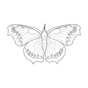 Free printable Mourning cloak coloring page