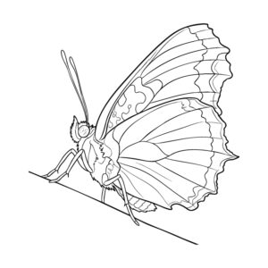 Free printable Camberwell Beauty 3 coloring page