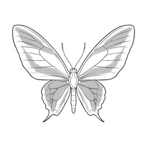 Free printable Paradise birdwing coloring page
