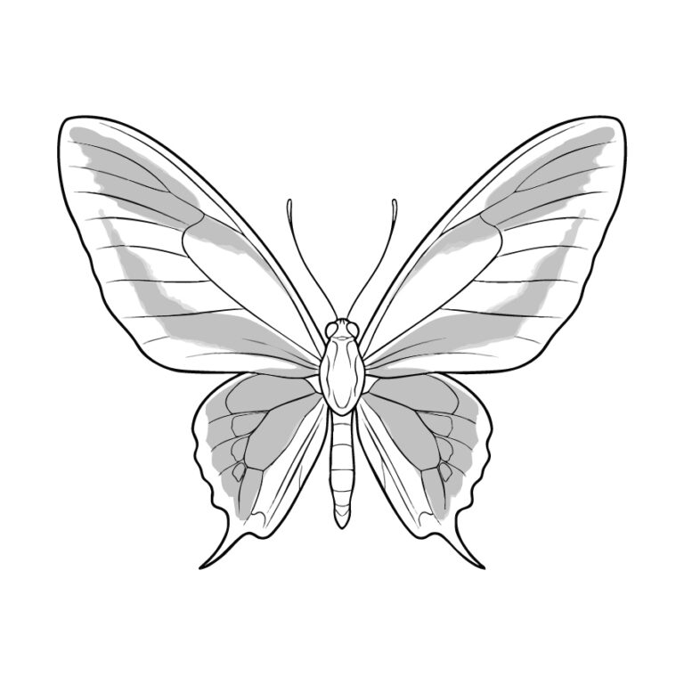 Free printable Paradise birdwing coloring page