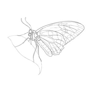 Free printable Birdwing butterfly 2 coloring page