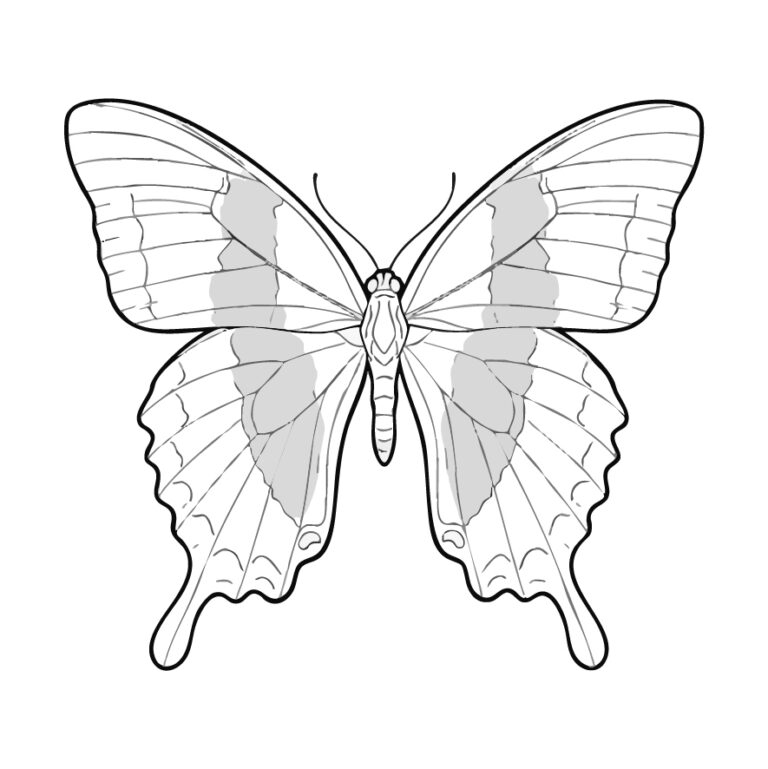 Free printable Blume's Ulysses butterfly coloring page