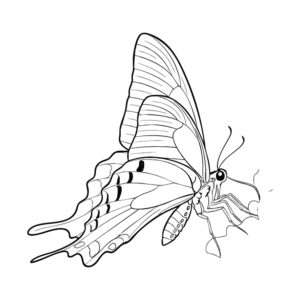 Free printable Chinese Peacock butterfly 3 coloring page