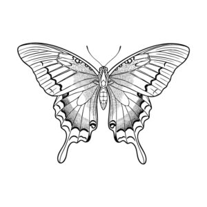 Free printable Alpine black swallowtail coloring page