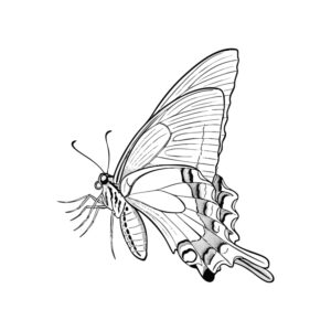 ミヤマカラスアゲハ２の無料塗り絵イラスト（知育・高齢者レク用）