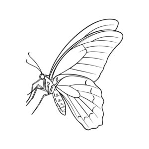 Free printable Great Mormon butterfly 3 coloring page