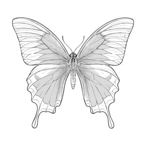 Free printable Ulysses butterfly coloring page