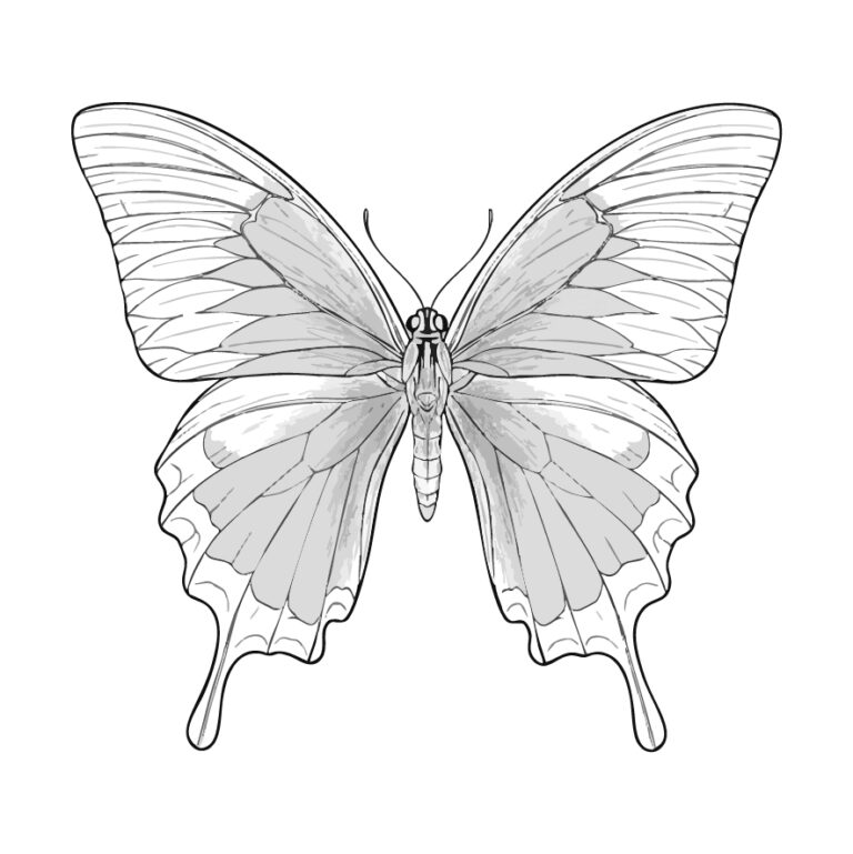 Free printable Ulysses butterfly coloring page
