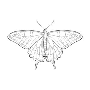 Free printable Asian swallowtail coloring page