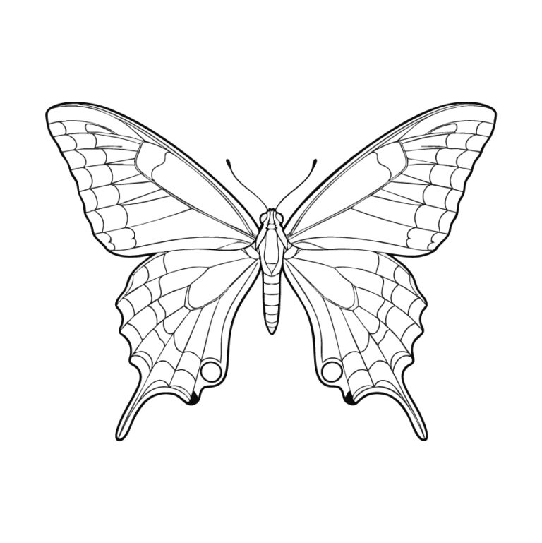 Free printable Asian Swallowtail (Swallowtail Butterfly) coloring page
