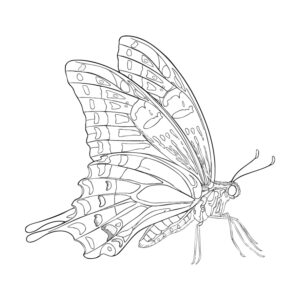 Free printable Asian Swallowtail 3 coloring page