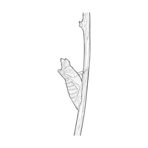Free printable Asian Swallowtail Pupa coloring page