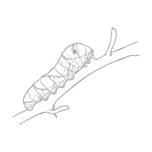 Free printable Asian Swallowtail Caterpillar coloring page