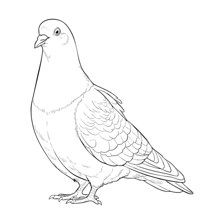 Free printable Dove / Pigeon coloring page